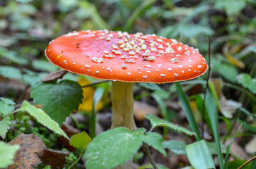 Fly agaric close-up