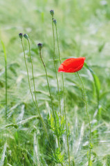 Obraz premium poppy flower