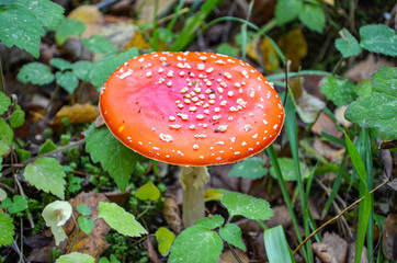 Fly agaric with a bright hat (poisonous)