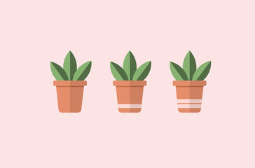 Vector of three square flower pots with succulent plants with simple striped design.