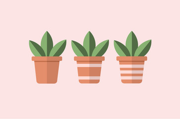Vector of three square flower pots with succulent plants with simple striped design.