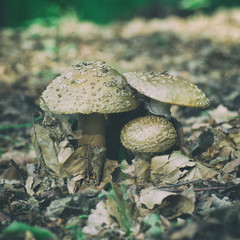 forest mushrooms
