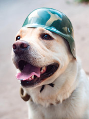 Beautiful adult golden labrador dog in military helmet. Doggy smiling. He's feeling hot at summer. Trained war dog.
