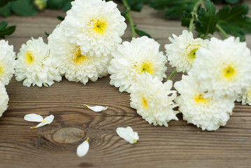 Obraz premium Chrysanthemums