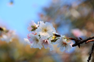 ジュウガツザクラ