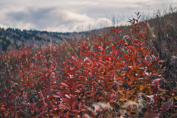 Autumn mountain forest landscape with roads and rivers