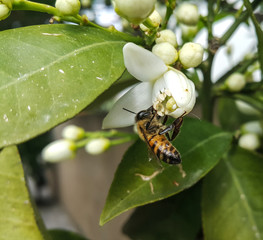 Fototapeta premium bee on a flower