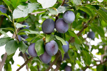 Ripe blue plums hanging on the tree in the garden