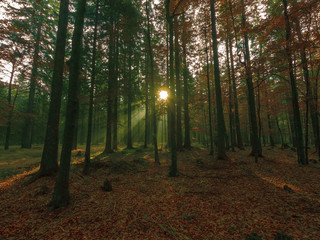 Beams of light in autumn forest