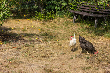 Bio chickens and apple trees