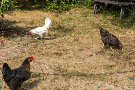 Bio chickens and apple trees