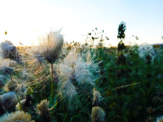 Fluffy plant