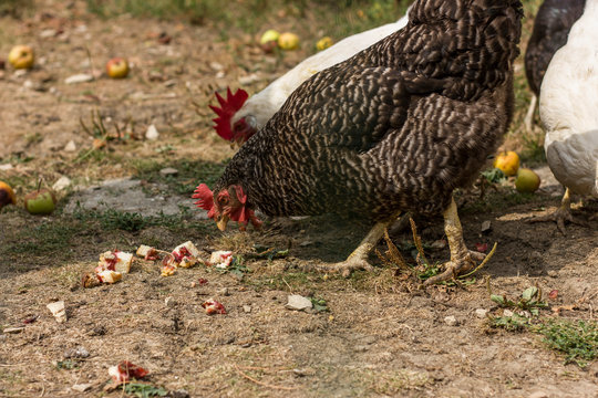Bio chickens and apple trees
