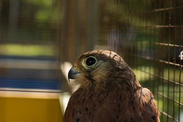 small wild hunt bird in cage