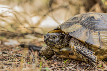 wild animal turtle portrait in walking on outdoor nature space time