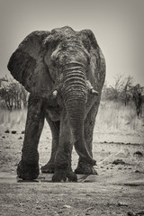 Namibia - Elefant am trinken