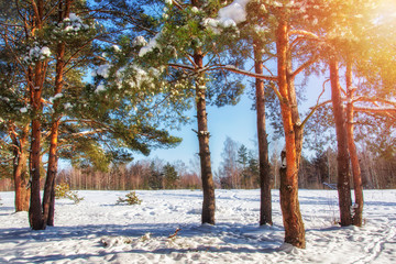 Winter forest