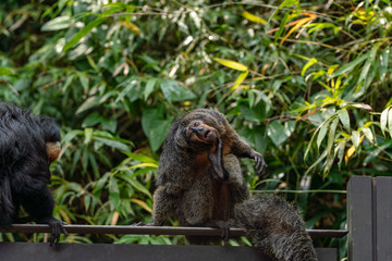 Female White-faced Saki Monkey