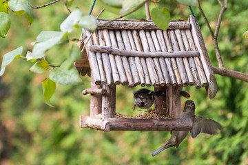 Heimische Vögel bei der Fütterung