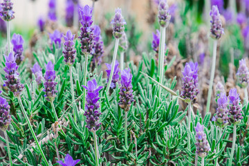 Purple lavender green bush during day