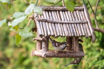 Heimische Vögel bei der Fütterung