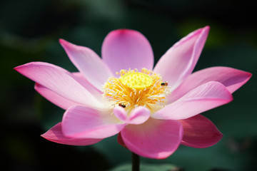 blooming beautiful lotus flower in garden