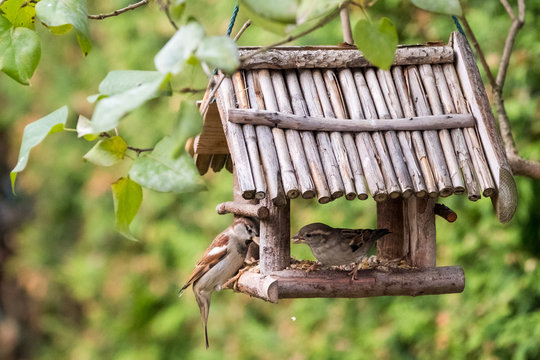 Heimische V&ouml;gel bei der F&uuml;tterung