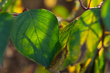 green leaf of the tree in the soft sunlight