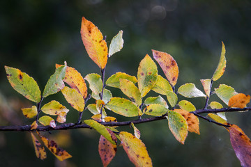 Dutch Shepherd Dog stalking the viewer, threatening canine