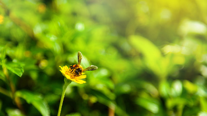 Bee on the yellow flower