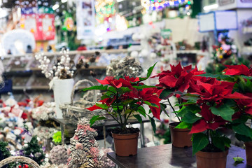 Potted Poinsettia flowers and Christmas decor in market