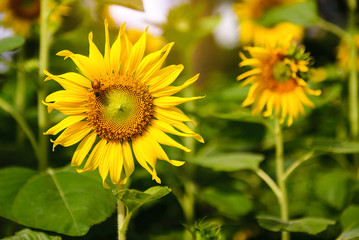 The sunflower blooming in the garden