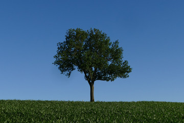 Fototapeta premium Tree on the Horizon