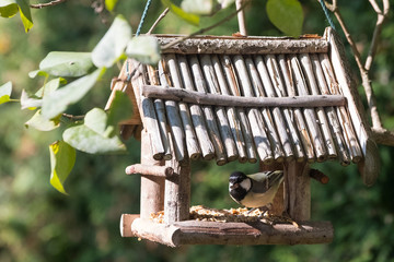 Heimische Vögel bei der Fütterung