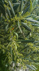 Obraz premium olive fruits branch