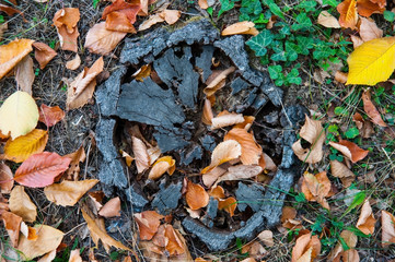 An old stump looks beautifully from under the autumn leaves and green grass