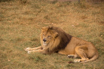 Beautiful mane lion sleeping in the steppe in the summer at the zoo
