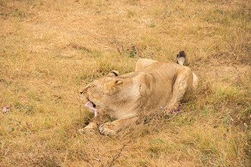 Beautiful lioness eating a piece of meat in the steppe at the zoo