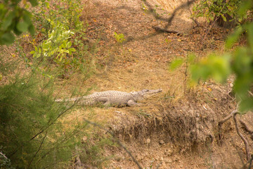 Beautiful crocodile resting on dry grass in the summer at the zoo.