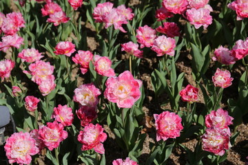 Pink carnations are the most commonly shared and are believed to have the deepest meaning. 