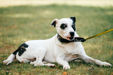 Dog - human`s true friend. Big adorable puppy with funny muzzle and kind eyes relaxing on green grass at field. Beautiful lovely happy breeding dog outdoor portrait. Domestic smiling pet.