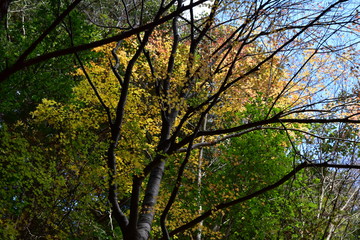 紅葉(Kouyou)～Autumn leaves.