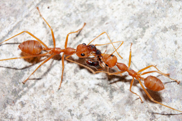 Red ant on cement floor attack ants smaller.