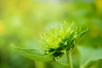 The sunflower blooming in the garden