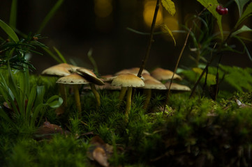 Mushrooms growing between the moss.