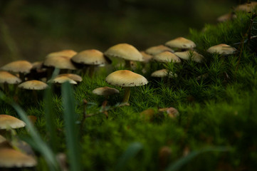 Mushrooms growing between the moss.
