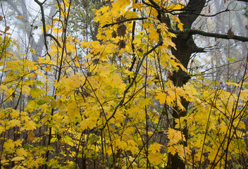  Beautiful autumn state of nature in the early foggy October morning