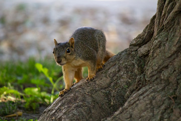 Squirrel