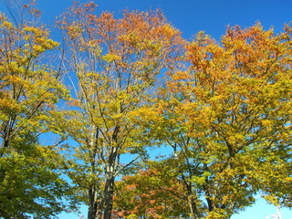黄葉の欅と青空