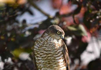 Sparrow Hawk